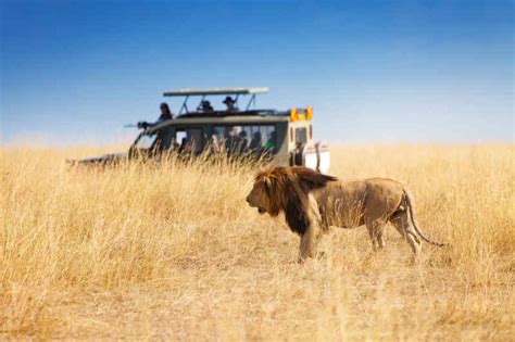 8 Things To Know Before Your First African Safari