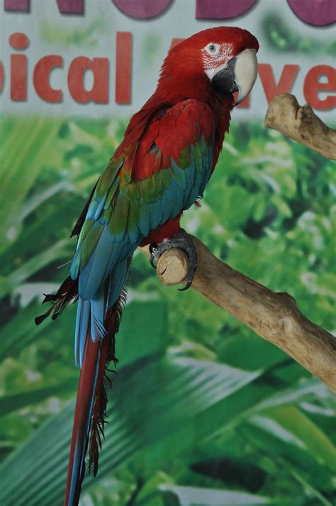 Rainbow Macaw By Iatethedarknessflame On Deviantart