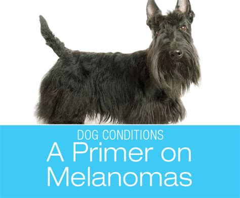 A Primer On Melanomas In Dogs Tumors May Ulcerate Or Bleed