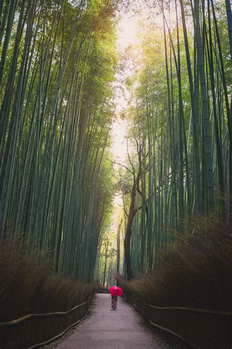 Early Morning Walks At The Arashiyama Bamboo Grove In Kyoto Japan R