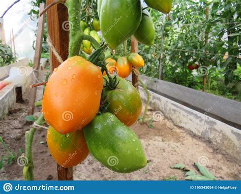 Orange Tomato Banana Singing On A Bush In A Greenhouse Stock Photo