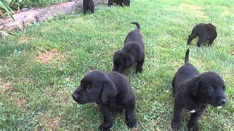 Breeding, training, hunting and raising labrador retrievers Black Lab Puppies For Sale In PA - YouTube