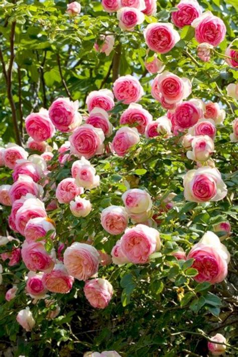 Beautiful Eden Climbing Rose Rose Trees Climbing Roses Beautiful