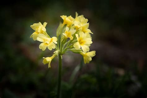 Cowslip Yellow Flowers Flower Spring Flower Pointed Flower Nature