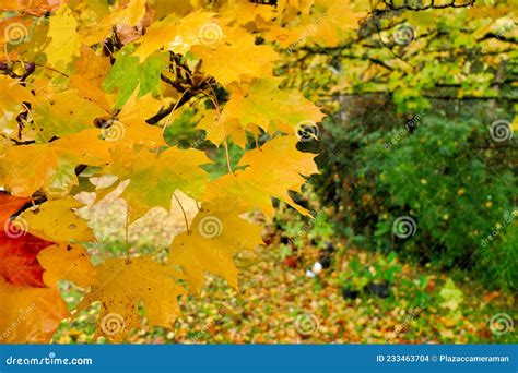 Norway Maple Tree Stock Photo Image Of Detail Branch 233463704