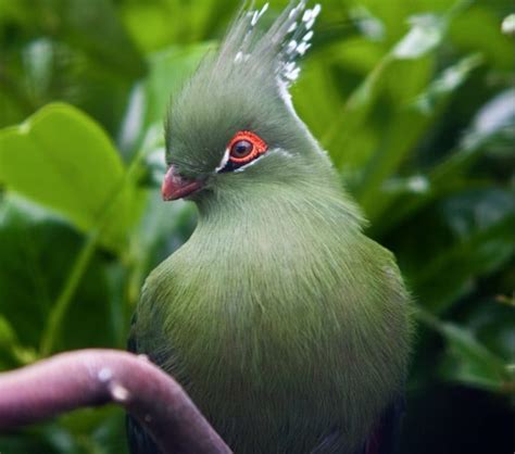 10 Burung Eksotis yang Memiliki Warna dan Bentuk yang Unik | Dailysia