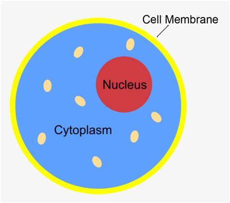 Nucleus Transparent Science Cytoplasm Science Transparent Png