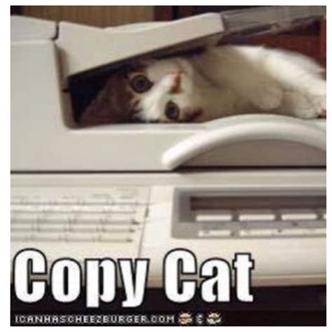 Copy Cat Cat Quotes Funny Animal Quotes Funny Animal Pictures