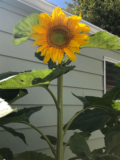 American Giant Sunflower Planting Seeds Etsy