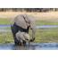 Botswana Will Allow Elephant Hunting Again