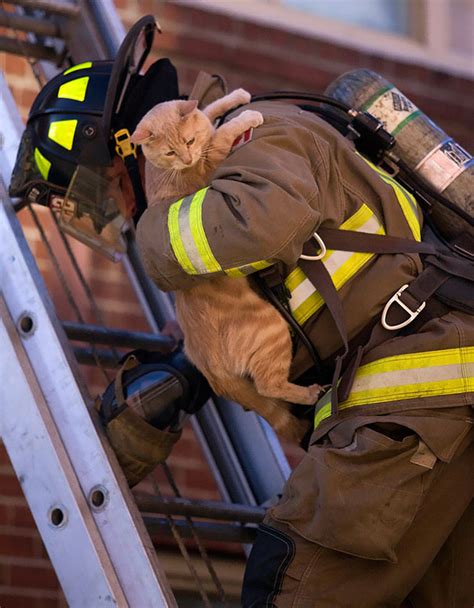 48 Firefighters Who Risked Their Lives To Save Animals In 2020 Saving