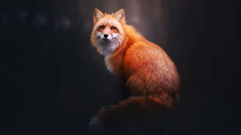 4k Fox Wallpapers Top Free 4k Fox Backgrounds Wallpaperaccess