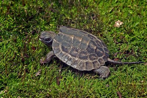 Baby Wood Turtle Glyptemys Insculpta Jack Goldfarb Flickr