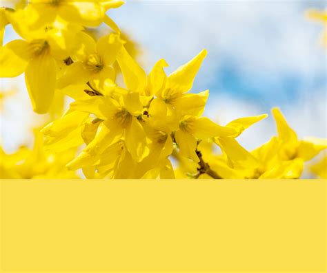 Decorate your home with accents of buttercup yellow for a cheerful colour scheme all year round. Get a Fresh New Look in 2016 with the Pantone Color Palette