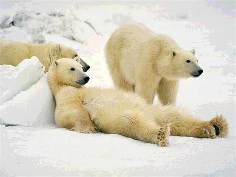Polar Bear Ursus Maritimus The Journal Of Animal