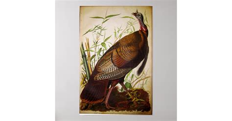 wild turkey john james audubon poster zazzle