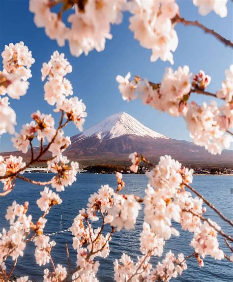 Spring In Fiji Cherry Cherry Blossom Cloud Hood Japan Mount