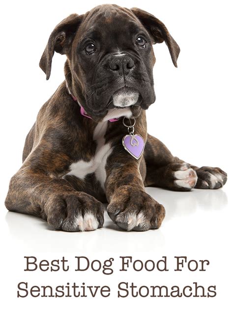 You should be avoiding high fat foods, avoiding high salt foods, avoiding rich foods even though they're the ones that your dog may find most appetizing, most appealing. Introducing The Best Dog Food For Boxers With Sensitive ...