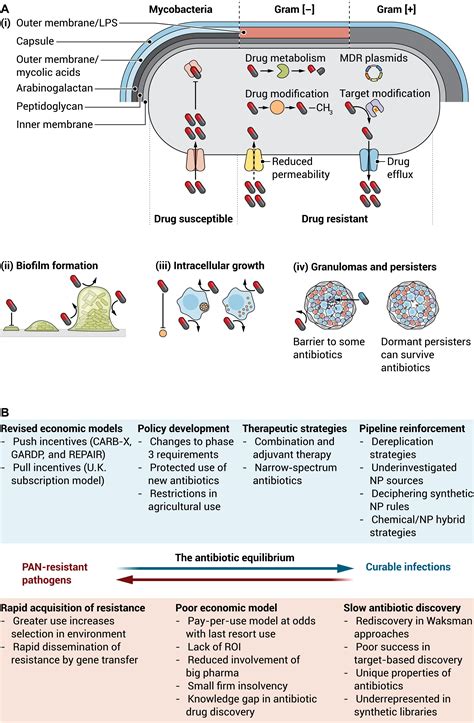 The Past Present And Future Of Antibiotics Science Translational