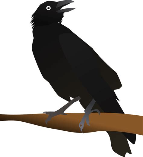 Crow Vector Png Png Image Collection