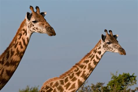 Masai Giraffe Subspecies Declared Endangered