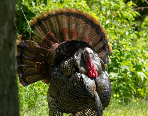 Wild Turkey Indiana Audubon