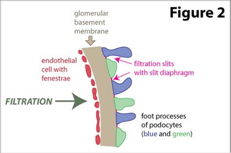 The glomerular basement membrane (gbm) is the negatively charged extracellular matrix component of the glomerular filtration barrier (gfb). USMLE COMLEX Study Guides : First Aid Renal Physiology Part 1