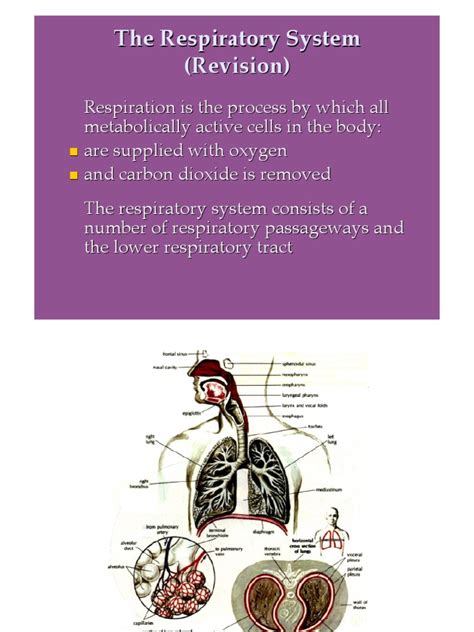 The Intricate Control Of Respiration A Comprehensive Look At The