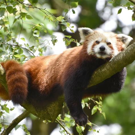 Red Panda Chilling In The Dutch Zoo Ouwehands Dierenpark Photo Taking