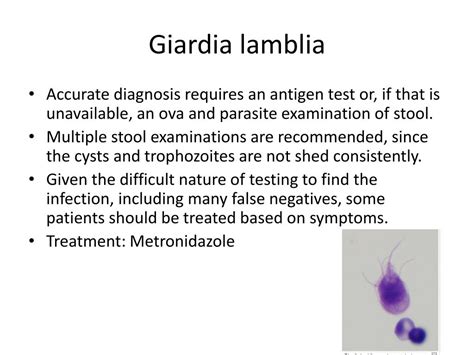 Giardiasis Diagnosis And Treatment Bruin Blog