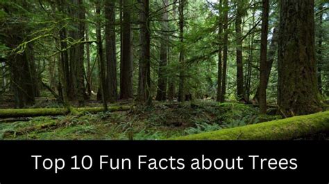 Fun Facts About Trees Facts Plant Facts Plant