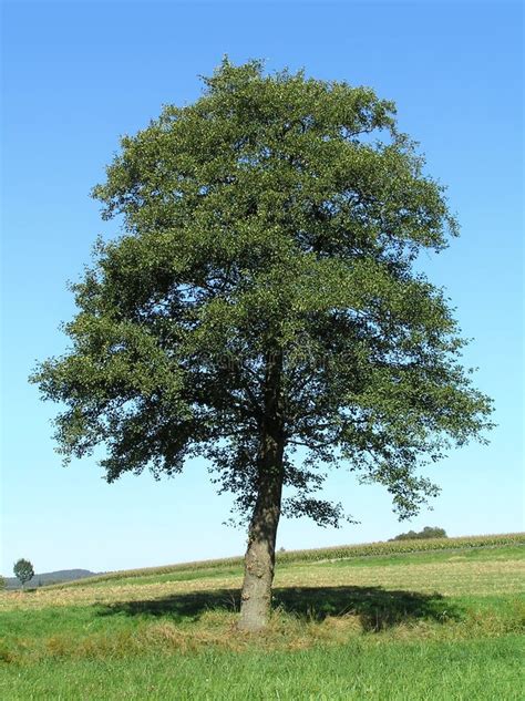 Common Alder Black European Tree Deciduous Forestry Stock Image Image