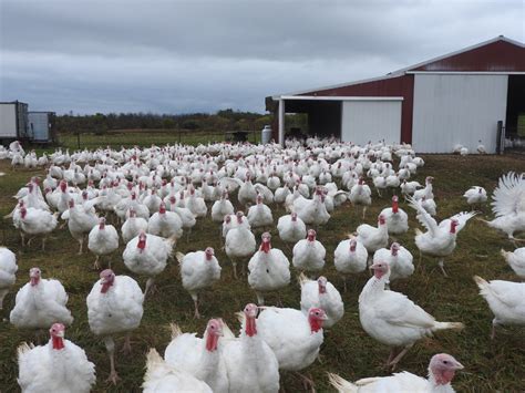 Ridgecrest Turkey Farm Re Opens Westside News