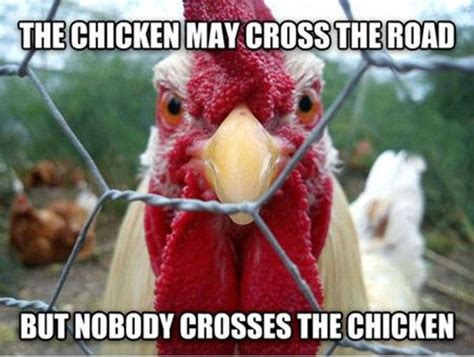 41 Best Chicken Memes Images On Pinterest Chicken Coops