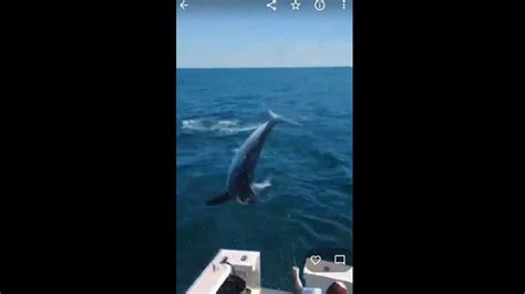 Caught On Video Shark Jumps Into Boat Off Maine Coast Washington Dailies