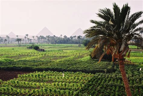 multimedia gallery crops growing in an egyptian oasis with the pyramids of giza in the