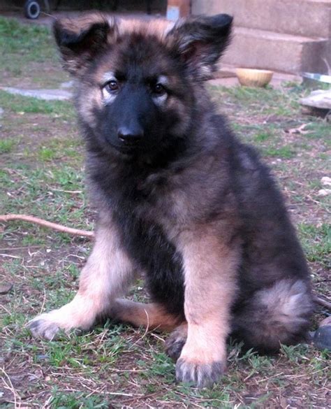 Is The Shiloh Shepherd The Best And Healthiest German