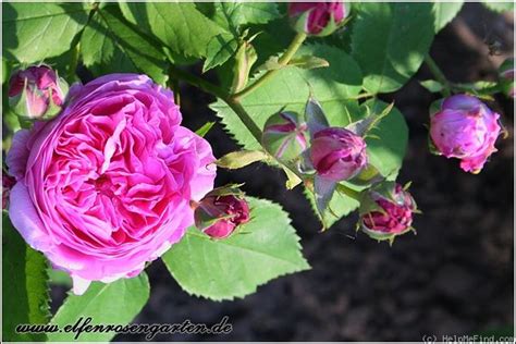 Blommorna är tätt fyllda och har en vacker form, doften är stark och söt. 'Louise Odier ' Rose Photo | Rose, Rose photos, Photo