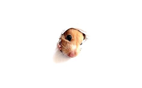 I Am Rodents Hamster Animals Mouse Hd Wallpaper Peakpx