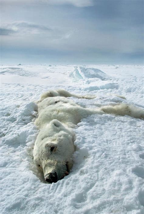 Dead Polar Bear Photograph By Louise Murrayscience Photo Library Pixels