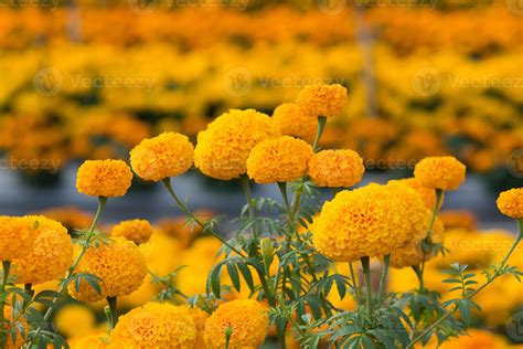 Orange Marigolds Flower Fields Selective Focus 7129258 Stock Photo At