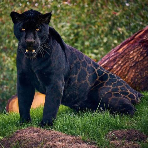 Photos Black Jaguars Rare Glistening Rosette Coat Looks Like ‘printed