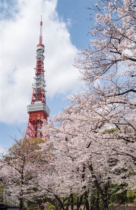 Cherry blossoms in japanese are known as sakura and it would not be an. Sakura Trees Below Tokyo Tower | Tokyo tower, Sakura trees ...