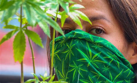 Regulación De La Marihuana En México Guía Completa Para Entender Qué