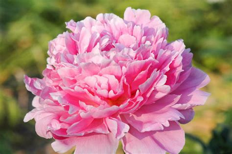 Paeonia Lactiflora Pink Parfait Peony