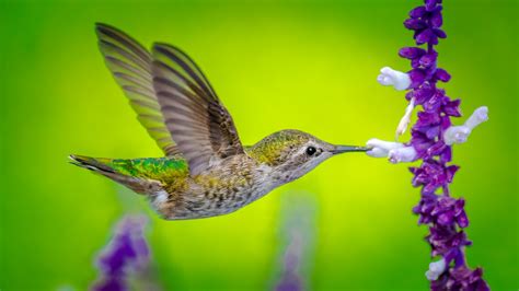 We try to show only birds in their natural surroundings. Wallpaper Hummingbird, bird, flower, 5k, Animals #17838