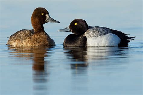 Lesser Scaup Are One Of The Latest Of North American Ducks To Form Pair