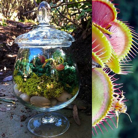 Buy1 Get 1 Free Carnivorous Plant Upcycled Glass Apothecary Jar