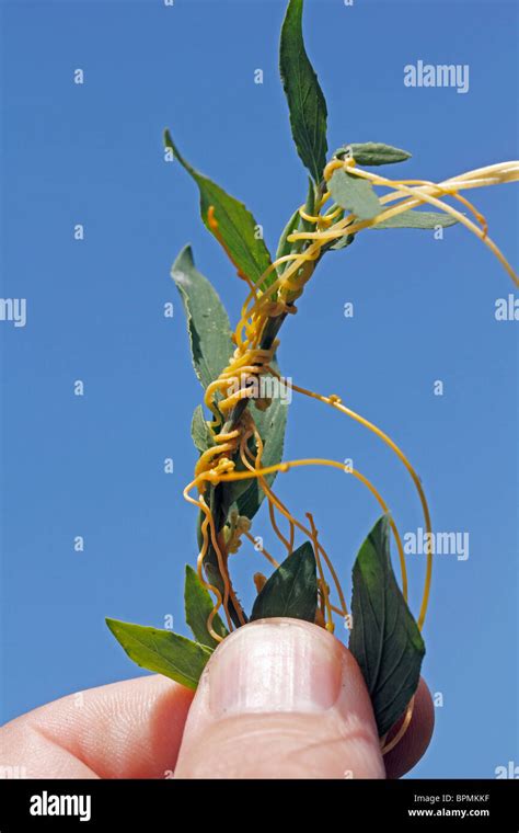 Dodder Parasitic Plant On Host Cuscuta Sp Stock Photo Alamy