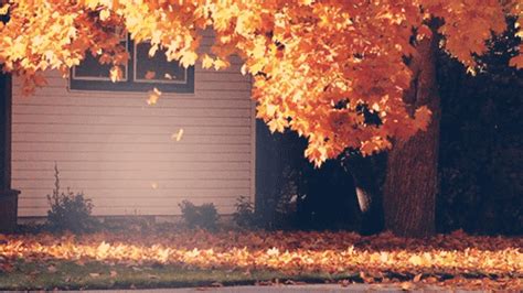 Share a gif and browse these related gif searches. Leaves falling leaves GIF on GIFER - by Malkree